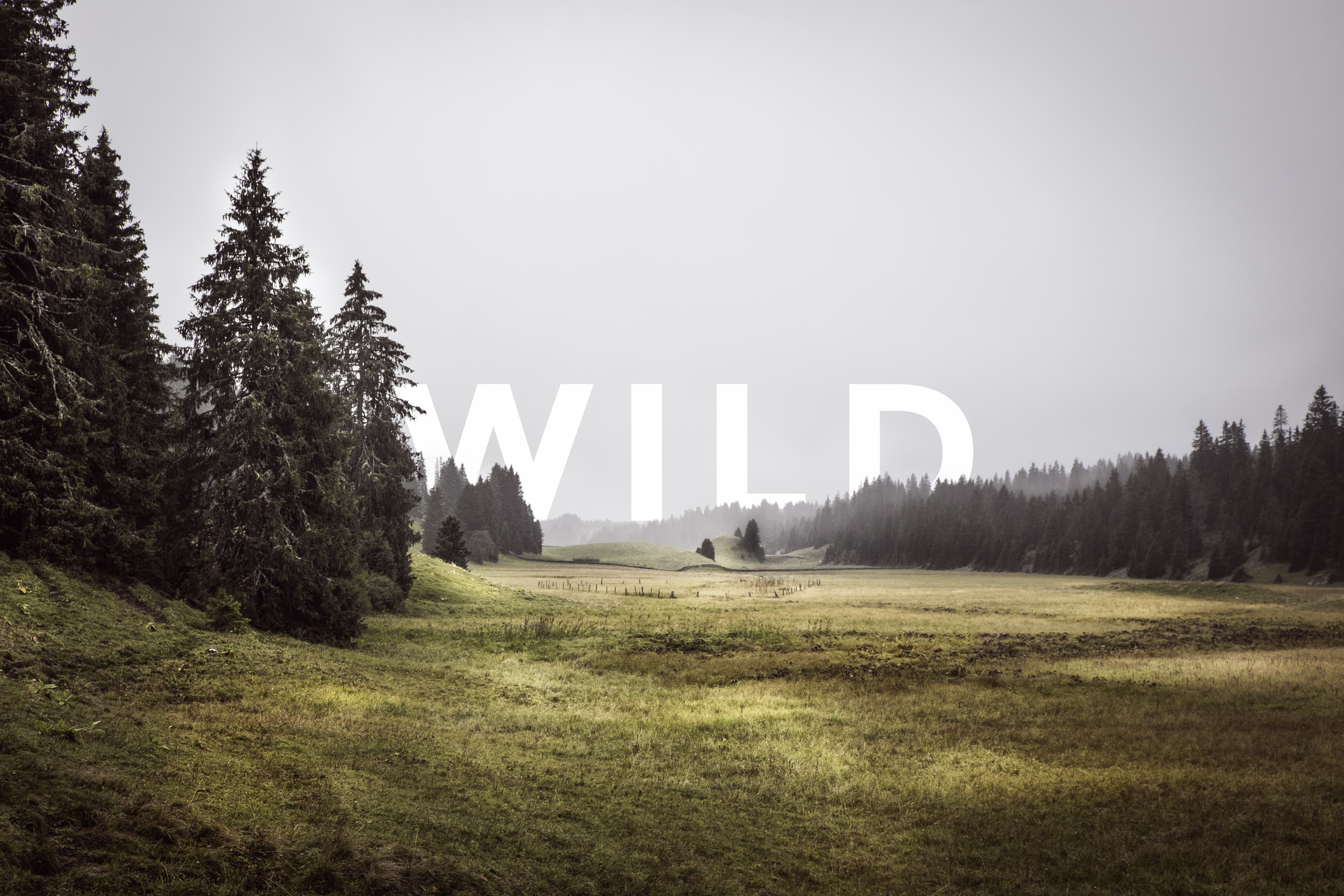 Wild